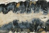 Mammoth Molar Slice with Case - South Carolina #217867-2
